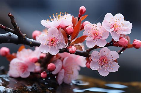 桃花 風水|桃花水法と桃花位の出し方や桃花風水の花と花瓶の選。